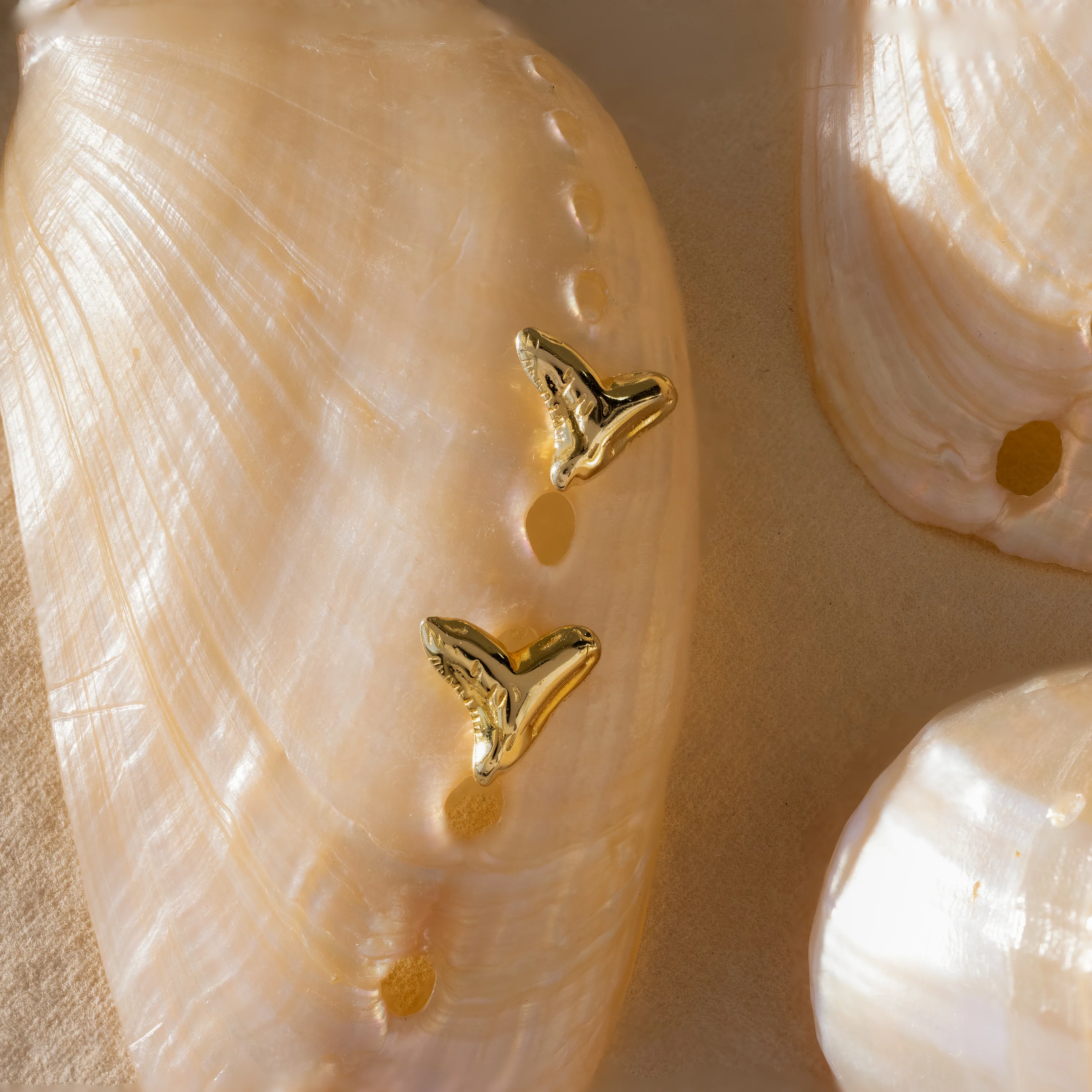 Shark Tooth Flatback Studs - Image 8